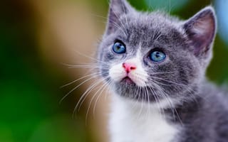 Картинка кошка, манчкин, котёнок, взгляд, мордочка