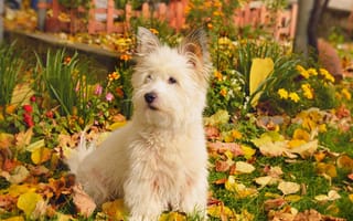 Картинка белая, осень, листья, трава, собака
