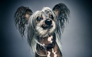 Картинка собака, портрет, фон, китайская, хохлатая, морда, лохматая