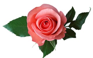 Картинка розы, листья, розовая, роза