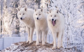 Картинка животные, волки, койоты, шакалы, волк, природа, деревья, полярные, снег, иней, зима, зоопарк, трое, белые, три