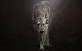Картинка животные, волки, койоты, шакалы, взгляд, фон, Чехословацкий, влчак, Чехословацкая, волчья, собака