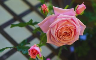 Картинка розы, розовый