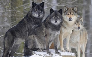 Обои животные, волки, койоты, шакалы