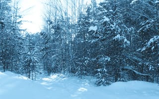 Картинка природа, зима, деревья, лес, снег
