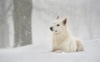 Картинка взгляд, снег, фон, собака