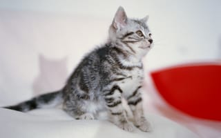 Картинка кошка, полосатый, серый, котенок