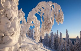 Картинка природа, зима, снег, деревья