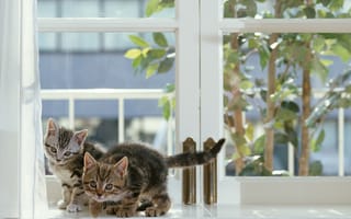 Картинка кошка, окно, серые, котята
