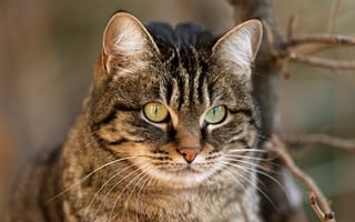 Картинка кошка, серый, кот, полосатый