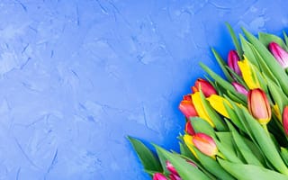 Картинка тюльпаны, голубой, фон, букет