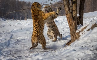Картинка животные, тигры