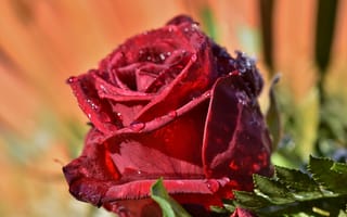Картинка розы, красная