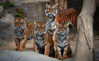 Картинка животные, тигры