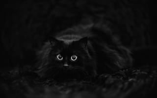 Картинка кошка, черный, кот