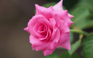 Картинка розы, розовый