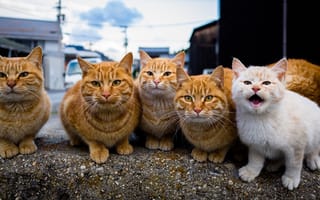 Картинка кошка, белый, кот, белая, ворона, рыжие