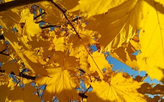 Картинка кленовые листья в солнечных лучах, природа, листья, осень, ???????? ??????