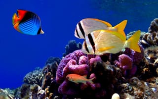 Картинка морская фауна, рыбы, кораллы, актинии