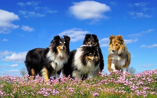 Картинка собаки, луг, цветы