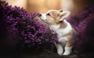 Картинка собаки, щенок, собака, цветы, природа
