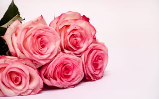 Обои розы, букет, розовые