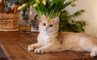Картинка коты, кошка, взгляд, цветы, стол