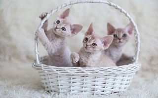 Картинка коты, взгляд, котята, малыши, корзинка, трое