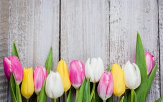 Картинка тюльпаны, доски, colorful, wood, pink, flowers, tulips