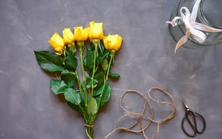 Картинка розы, бутоны, желтые, фон, ножницы