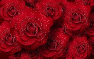 Обои розы, вода, капли, букет, красные