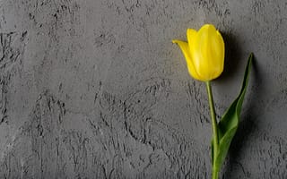 Картинка тюльпаны, желтый, фон