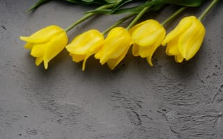 Картинка тюльпаны, желтый, фон