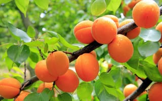 Картинка плоды, абрикосы