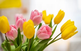 Картинка тюльпаны, букет, желтые, розовые