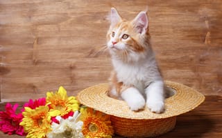 Картинка коты, цветы, шляпа, киса