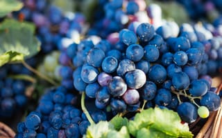 Картинка еда, виноград, ягоды, грозди