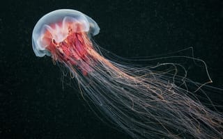 Картинка животные, медузы, медуза, подводный, мир, организм, море, океан, вода, гидроидные, сцифоидные