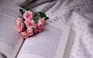 Картинка цветы, розы, книга, ветка