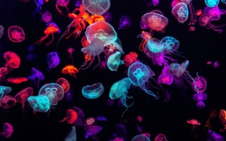 Обои животные, медузы, медуза, подводный, мир, организм, море, океан, вода, гидроидные, сцифоидные