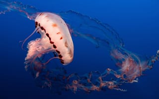 Обои животные, медузы, медуза, подводный, мир, организм, море, океан, вода, гидроидные, сцифоидные