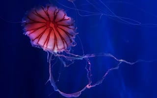 Картинка животные, медузы, медуза, подводный, мир, организм, море, океан, вода, гидроидные, сцифоидные