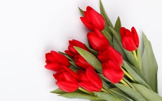 Картинка цветы, тюльпаны, красные