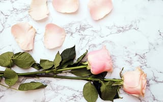 Картинка цветы, розы, розовые, бутоны, лепестки