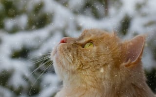 Картинка животные, коты, снег