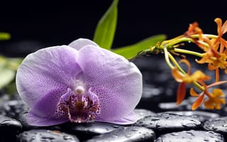 Картинка цветы, орхидеи, крапинки