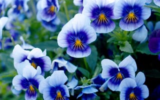 Картинка цветы, анютины глазки , садовые фиалки, голубой
