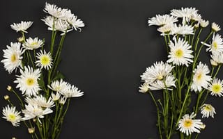Картинка цветы, хризантемы, белые