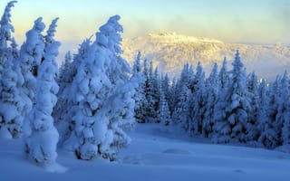 Картинка природа, лес, снег, зима, сугробы