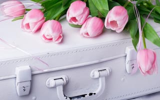 Обои цветы, тюльпаны, розовые, бутоны, чемодан